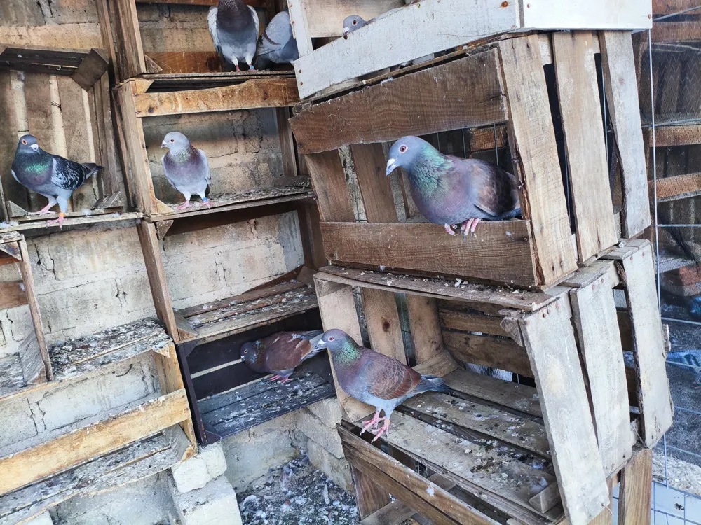 Paloma Meuleman hembra