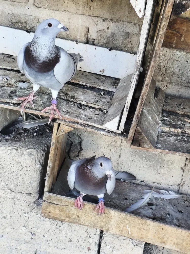 Paloma Jansen tequilera 