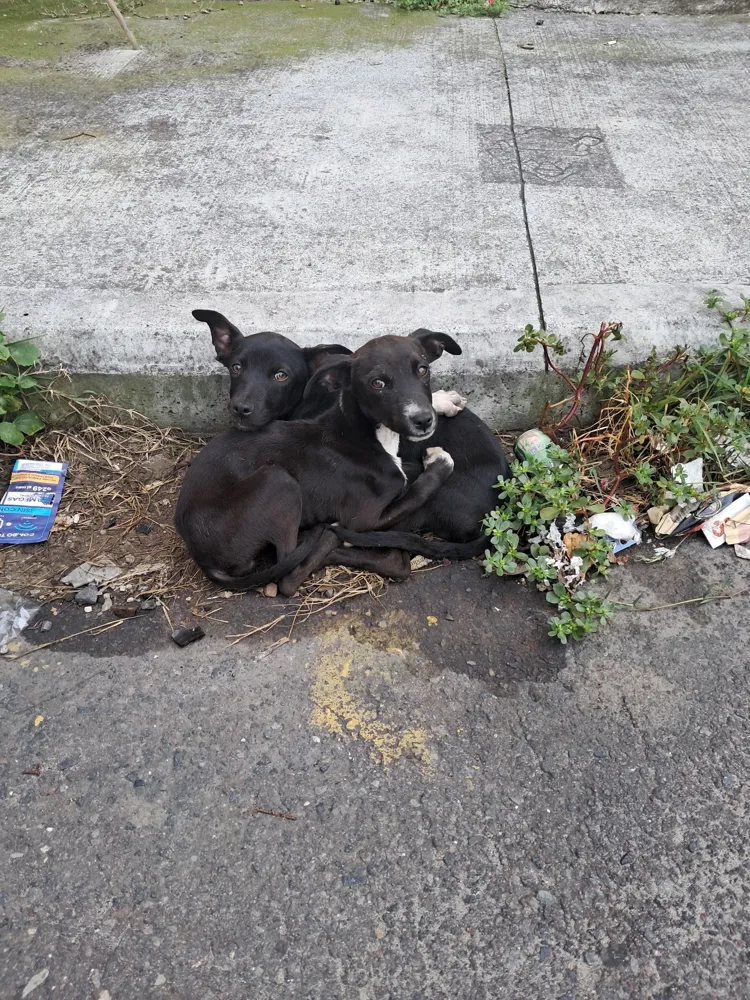 Cachorros abandonados