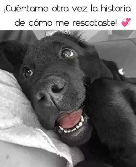 Perritos sin hogas